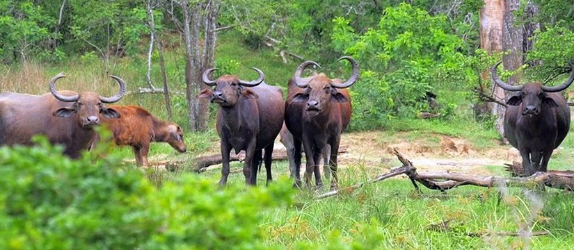 Koshi Tappu Wildlife Reserve