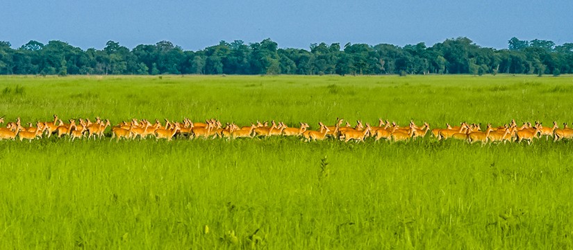 Shukla Phanta National Park