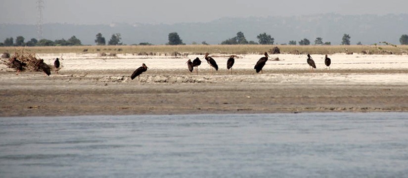 Koshi Tappu Wildlife Reserve Tour