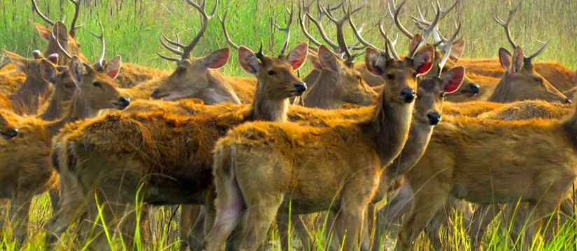 Shuklaphanta National Park