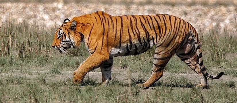 Wildlife Safari in Nepal