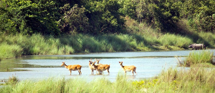 Nepal Safari Tours